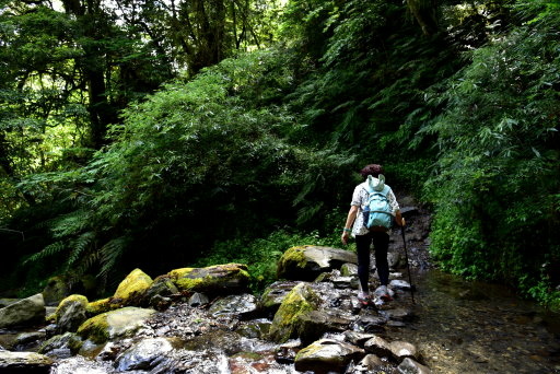 【新竹縣尖石鄉】鎮西堡巨木群步道B區(鎮西堡及雪見遊憩區3日 【新竹縣尖石鄉】鎮西堡巨木群步道B區(鎮西堡及雪見遊憩區3日