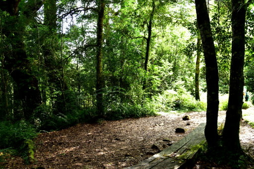 【新竹縣尖石鄉】鎮西堡巨木群步道B區(鎮西堡及雪見遊憩區3日 【新竹縣尖石鄉】鎮西堡巨木群步道B區(鎮西堡及雪見遊憩區3日