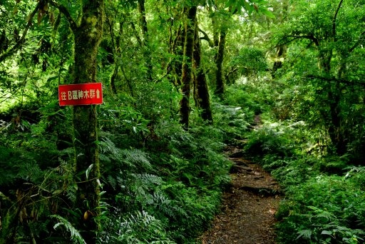 【新竹縣尖石鄉】鎮西堡巨木群步道B區(鎮西堡及雪見遊憩區3日 【新竹縣尖石鄉】鎮西堡巨木群步道B區(鎮西堡及雪見遊憩區3日