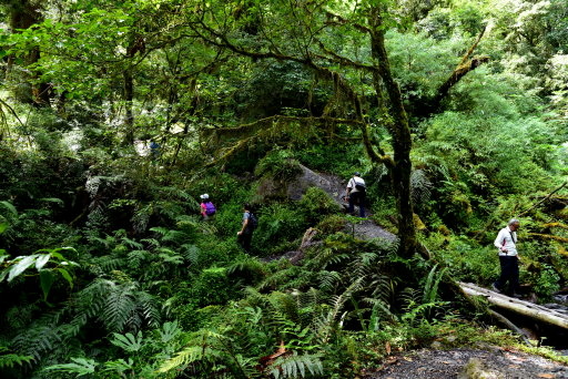 【新竹縣尖石鄉】鎮西堡巨木群步道B區(鎮西堡及雪見遊憩區3日 【新竹縣尖石鄉】鎮西堡巨木群步道B區(鎮西堡及雪見遊憩區3日