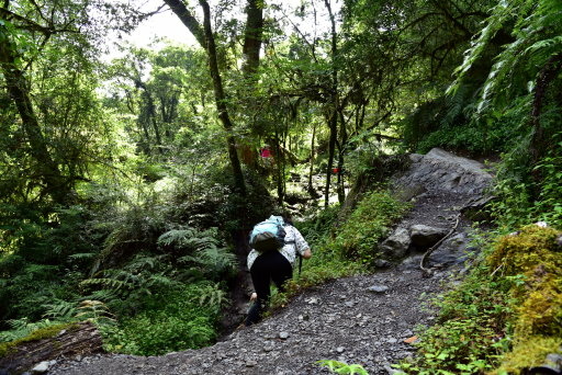 【新竹縣尖石鄉】鎮西堡巨木群步道B區(鎮西堡及雪見遊憩區3日 【新竹縣尖石鄉】鎮西堡巨木群步道B區(鎮西堡及雪見遊憩區3日