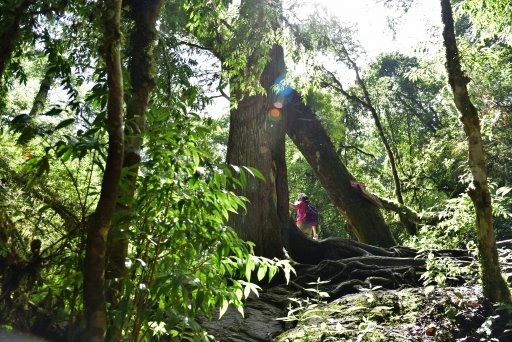【新竹縣尖石鄉】鎮西堡巨木群步道B區(鎮西堡及雪見遊憩區3日 【新竹縣尖石鄉】鎮西堡巨木群步道B區(鎮西堡及雪見遊憩區3日