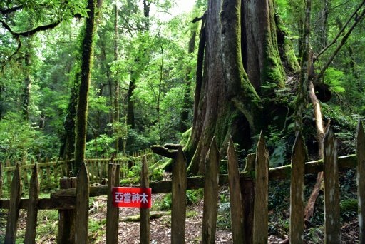 【新竹縣尖石鄉】鎮西堡巨木群步道B區(鎮西堡及雪見遊憩區3日 【新竹縣尖石鄉】鎮西堡巨木群步道B區(鎮西堡及雪見遊憩區3日