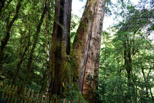 【新竹縣尖石鄉】鎮西堡巨木群步道B區(鎮西堡及雪見遊憩區3日 【新竹縣尖石鄉】鎮西堡巨木群步道B區(鎮西堡及雪見遊憩區3日