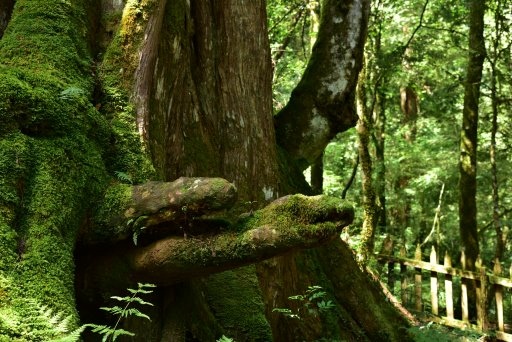 【新竹縣尖石鄉】鎮西堡巨木群步道B區(鎮西堡及雪見遊憩區3日 【新竹縣尖石鄉】鎮西堡巨木群步道B區(鎮西堡及雪見遊憩區3日