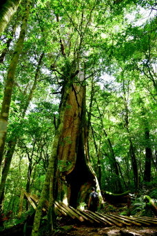 【新竹縣尖石鄉】鎮西堡巨木群步道B區(鎮西堡及雪見遊憩區3日 【新竹縣尖石鄉】鎮西堡巨木群步道B區(鎮西堡及雪見遊憩區3日