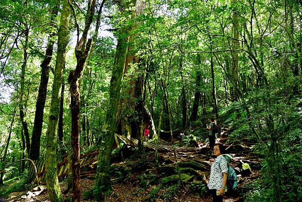 【新竹縣尖石鄉】鎮西堡巨木群步道B區(鎮西堡及雪見遊憩區3日 【新竹縣尖石鄉】鎮西堡巨木群步道B區(鎮西堡及雪見遊憩區3日
