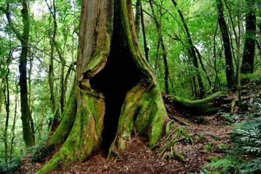 【新竹縣尖石鄉】鎮西堡巨木群步道B區(鎮西堡及雪見遊憩區3日 【新竹縣尖石鄉】鎮西堡巨木群步道B區(鎮西堡及雪見遊憩區3日