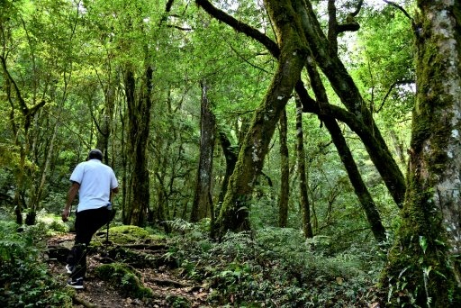 【新竹縣尖石鄉】鎮西堡巨木群步道B區(鎮西堡及雪見遊憩區3日 【新竹縣尖石鄉】鎮西堡巨木群步道B區(鎮西堡及雪見遊憩區3日