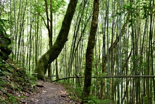 【新竹縣尖石鄉】鎮西堡巨木群步道B區(鎮西堡及雪見遊憩區3日 【新竹縣尖石鄉】鎮西堡巨木群步道B區(鎮西堡及雪見遊憩區3日