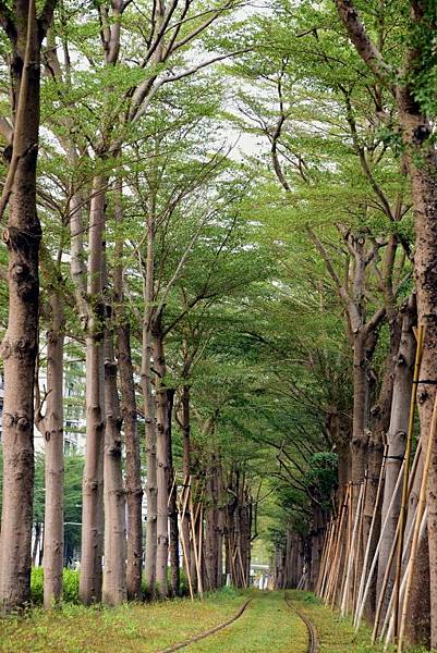 【高雄市鼓山區】 高雄輕軌夢幻場景-龍貓隧道 (高雄3日遊之