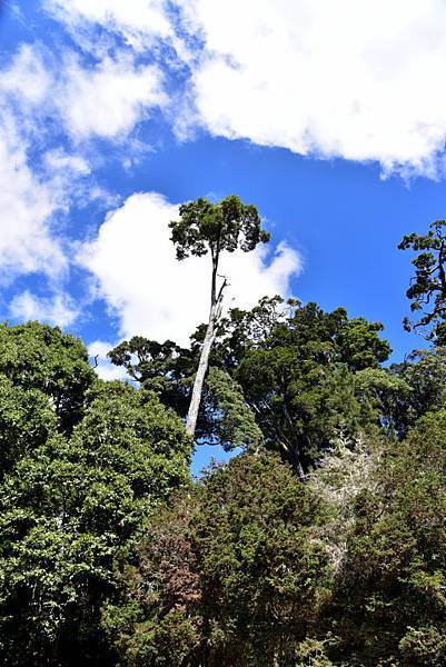 大雪山國家森林遊樂區 (16).JPG 大雪山國家森林遊樂區 (16).JPG