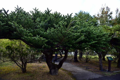 大雪山國家森林遊樂區 (19).JPG 大雪山國家森林遊樂區 (19).JPG
