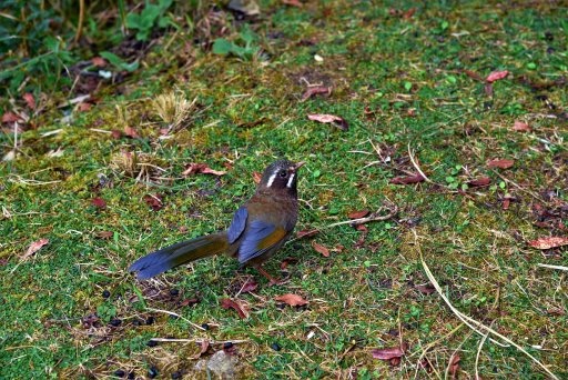 大雪山國家森林遊樂區 (26).JPG 大雪山國家森林遊樂區 (26).JPG