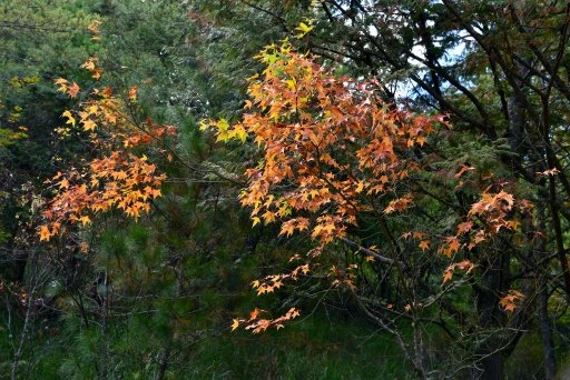 大雪山國家森林遊樂區 (29).JPG 大雪山國家森林遊樂區 (29).JPG