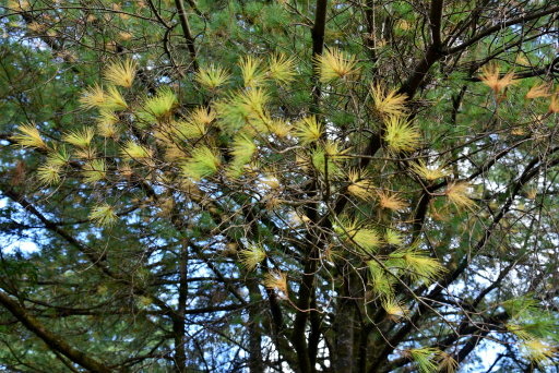 大雪山國家森林遊樂區 (30).JPG 大雪山國家森林遊樂區 (30).JPG