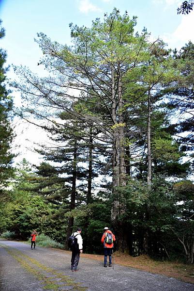 大雪山國家森林遊樂區 (31).JPG 大雪山國家森林遊樂區 (31).JPG