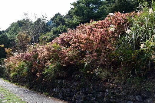 大雪山國家森林遊樂區 (34).JPG 大雪山國家森林遊樂區 (34).JPG