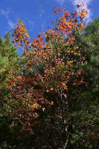 大雪山國家森林遊樂區 (36).JPG 大雪山國家森林遊樂區 (36).JPG