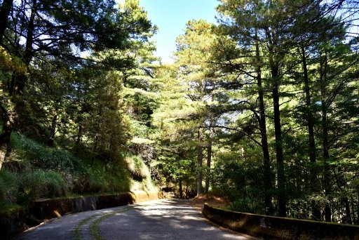 大雪山國家森林遊樂區 (37).JPG 大雪山國家森林遊樂區 (37).JPG