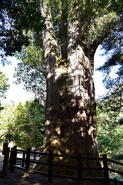 大雪山國家森林遊樂區 (38).JPG 大雪山國家森林遊樂區 (38).JPG