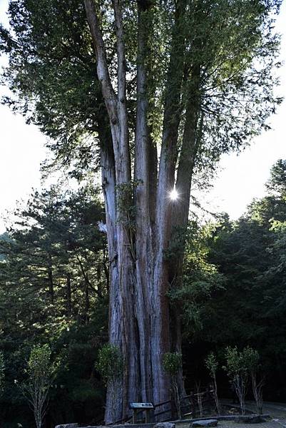 大雪山國家森林遊樂區 (40).JPG 大雪山國家森林遊樂區 (40).JPG