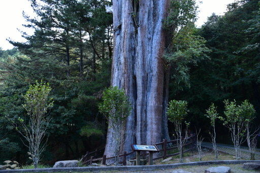 大雪山國家森林遊樂區 (41).JPG 大雪山國家森林遊樂區 (41).JPG