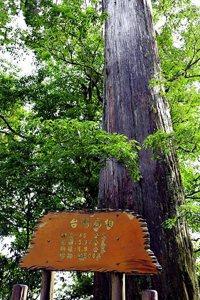 大鹿林道西線 (5).jpg 大鹿林道西線 (5).jpg