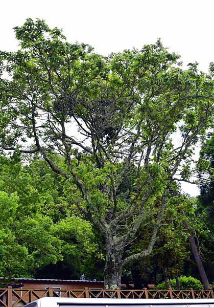 大鹿林道西線 (10).jpg 大鹿林道西線 (10).jpg