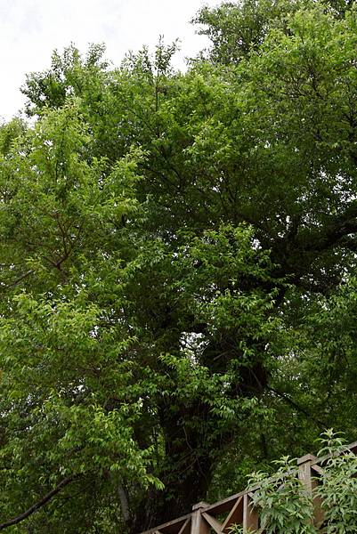 大鹿林道西線 (11).jpg 大鹿林道西線 (11).jpg