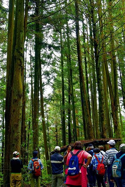 大鹿林道西線 (18).jpg 大鹿林道西線 (18).jpg