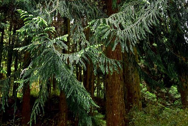 大鹿林道西線 (20).jpg 大鹿林道西線 (20).jpg