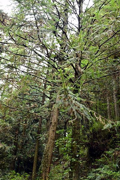 大鹿林道西線 (21).jpg 大鹿林道西線 (21).jpg