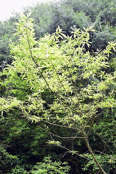 大鹿林道西線 (22).jpg 大鹿林道西線 (22).jpg