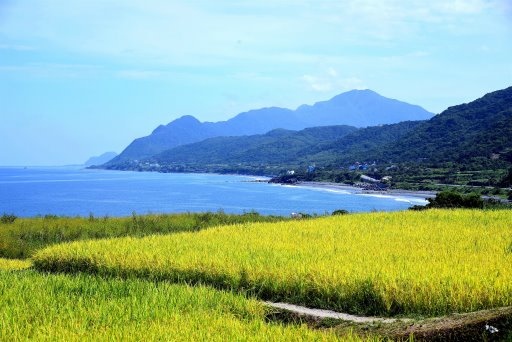 【花蓮縣豐濱鄉】黃金稻浪,碧海藍天,絕美新社海梯田 (花蓮3