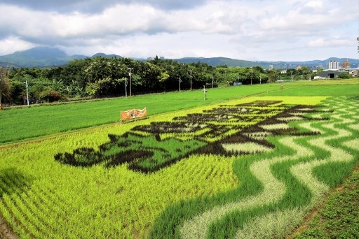 【台北市】2022關渡平原彩繪稻田-虎虎生威向前衝,下八仙碼