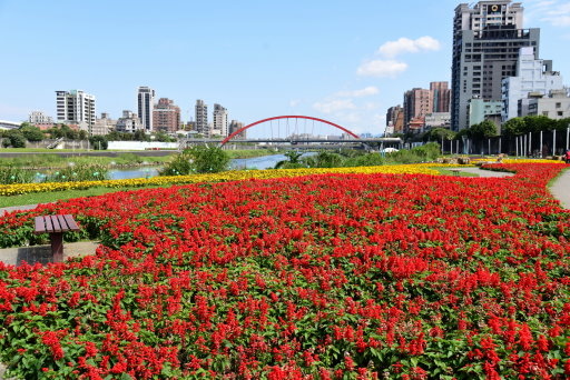 【台北市,新北市】基隆河左岸自行車道-成美左岸河濱公園花海&