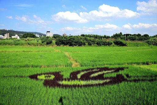 【台北市北投區】2020關渡平原稻田彩繪