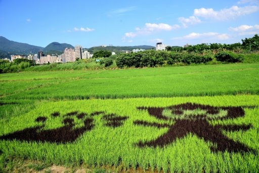 【台北市北投區】2020關渡平原稻田彩繪