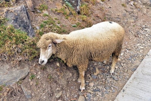 清境高空觀景步道 (12).JPG