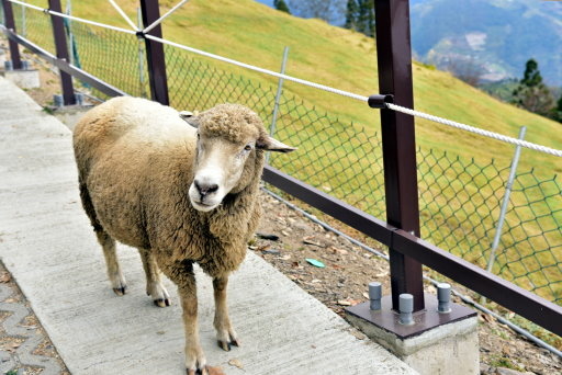 清境高空觀景步道 (13).JPG