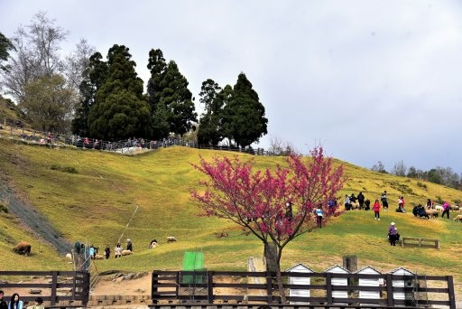 清境高空觀景步道 (16).JPG
