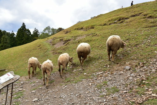 清境高空觀景步道 (17).JPG