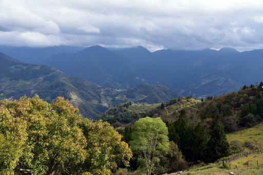 清境高空觀景步道 (20).JPG