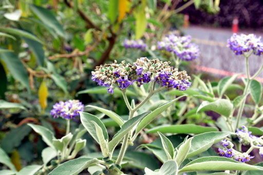 清境高空觀景步道 (25).JPG