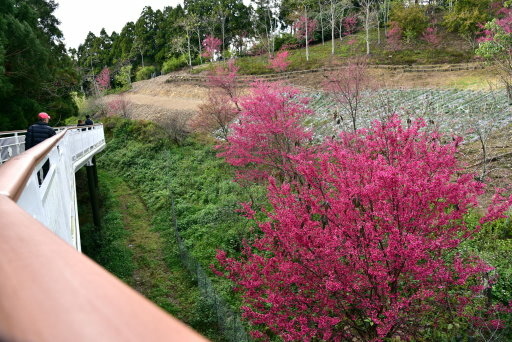 清境高空觀景步道 (35).JPG