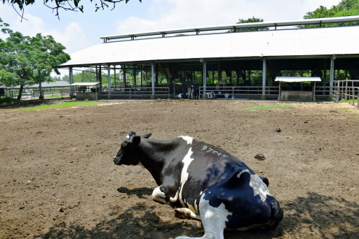 【台中市西屯區】東海大學巡禮-路思義教堂,乳品小棧,東海牧場 【台中市西屯區】東海大學巡禮-路思義教堂,乳品小棧,東海牧場