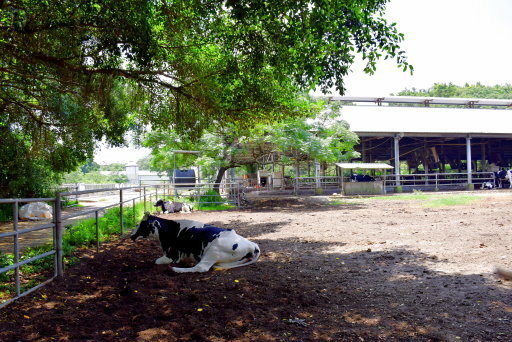 【台中市西屯區】東海大學巡禮-路思義教堂,乳品小棧,東海牧場 【台中市西屯區】東海大學巡禮-路思義教堂,乳品小棧,東海牧場