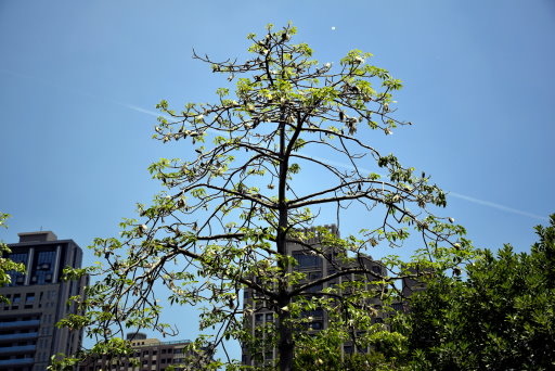 【台中市西屯區】東海大學巡禮-路思義教堂,乳品小棧,東海牧場 【台中市西屯區】東海大學巡禮-路思義教堂,乳品小棧,東海牧場