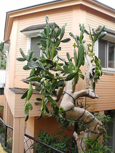 綠原渡假飯店 (9).jpg 綠原渡假飯店 (9).jpg